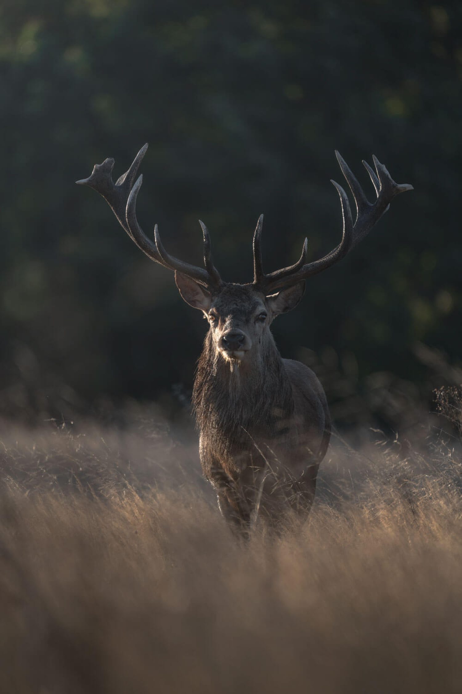 The Strut