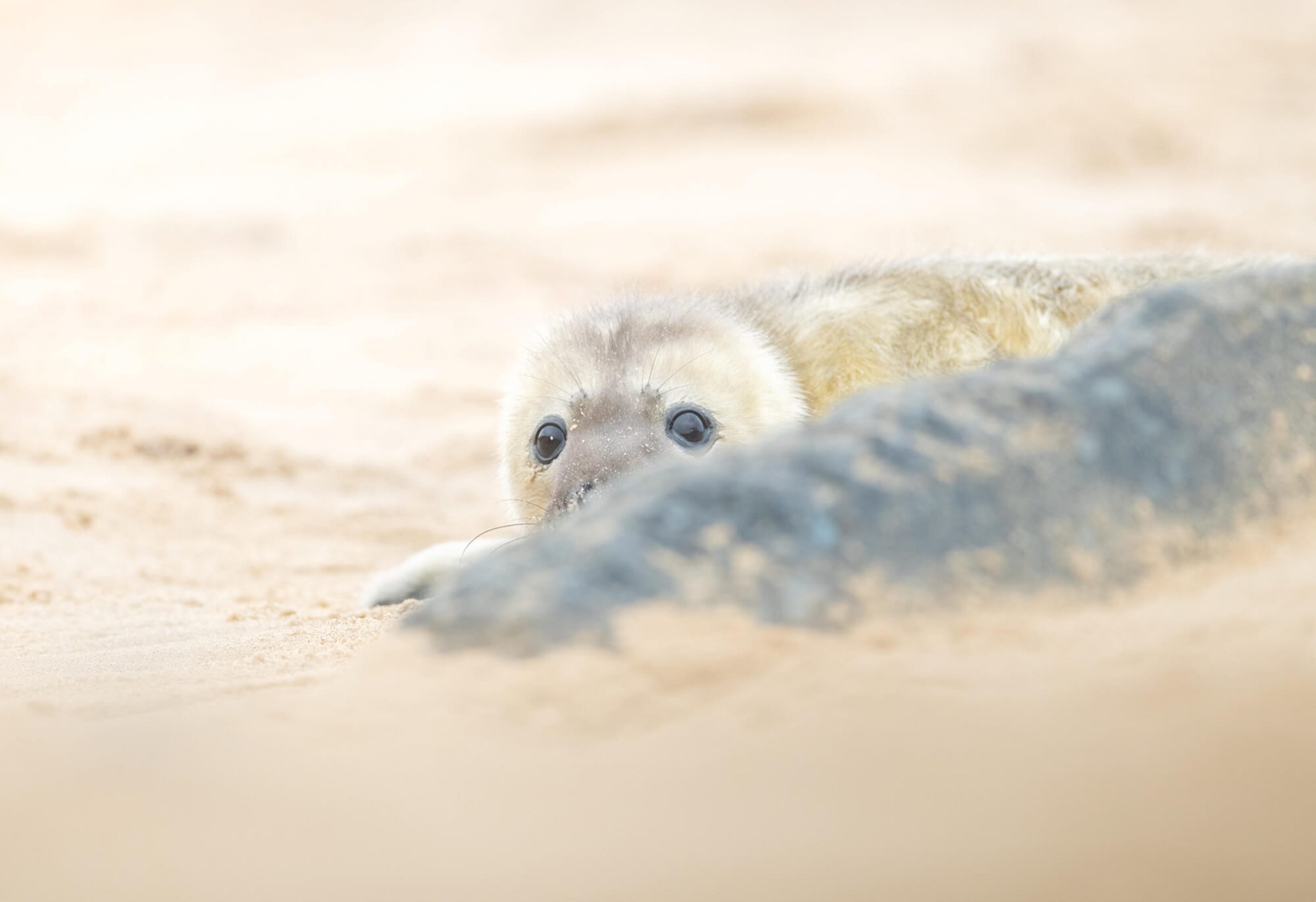 Seal Print header