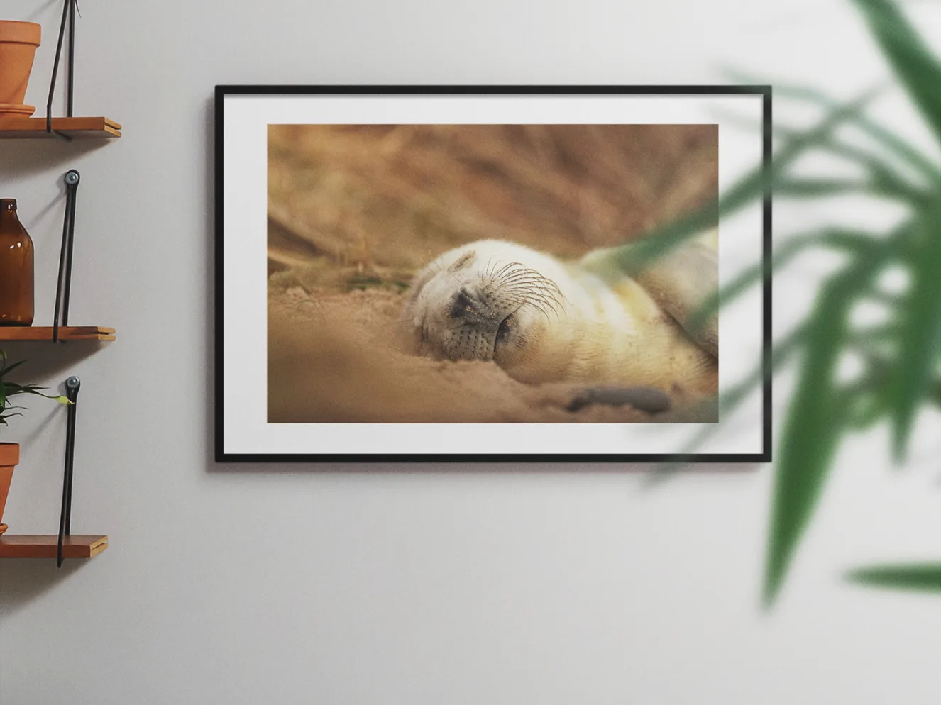 Seal Seiesta 75x50