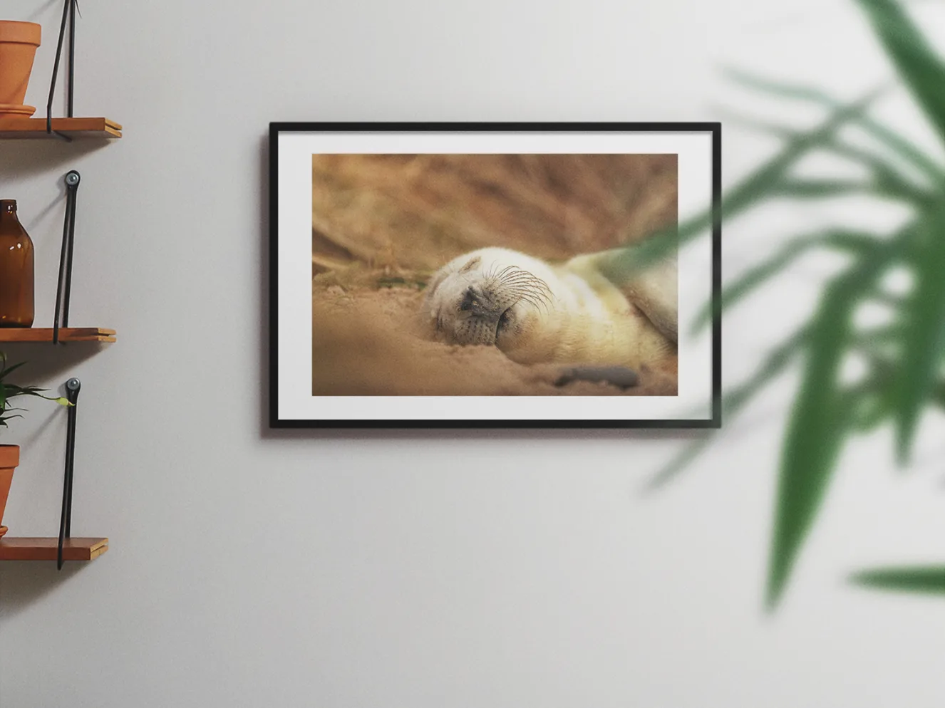 Seal Seiesta 60x40