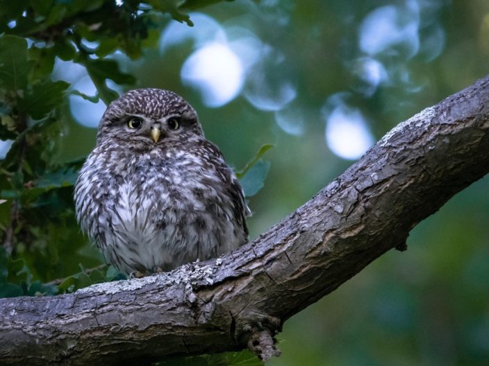 Little Owl Species