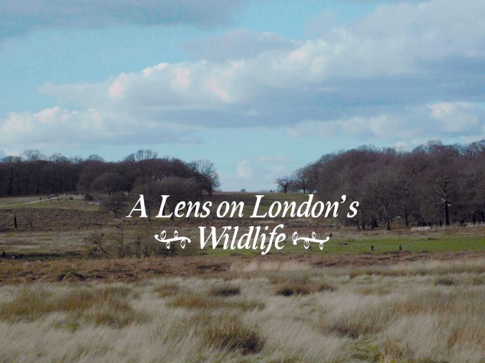 A lens on London Wildlife