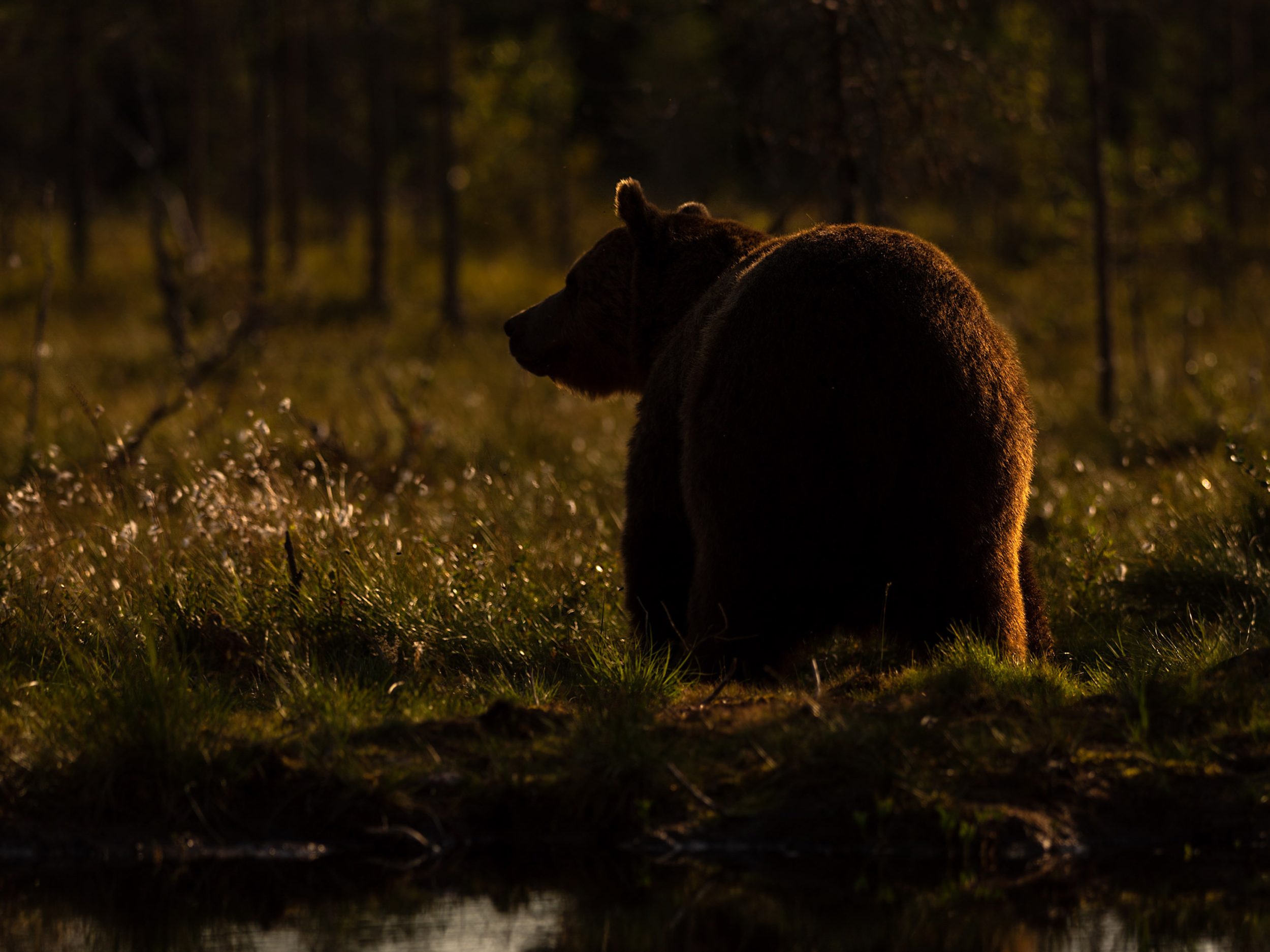 Bear in the setting suns golden light