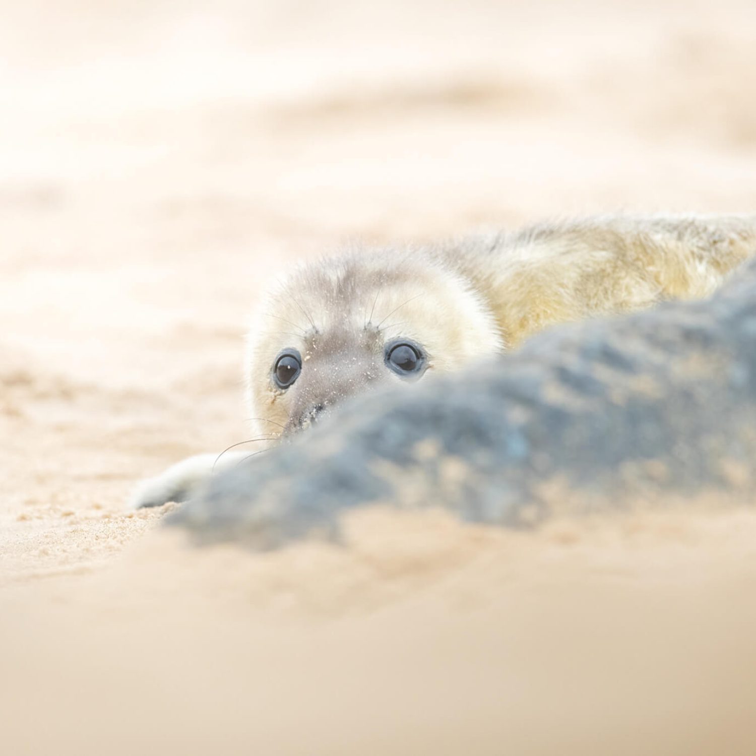 Seal Print header