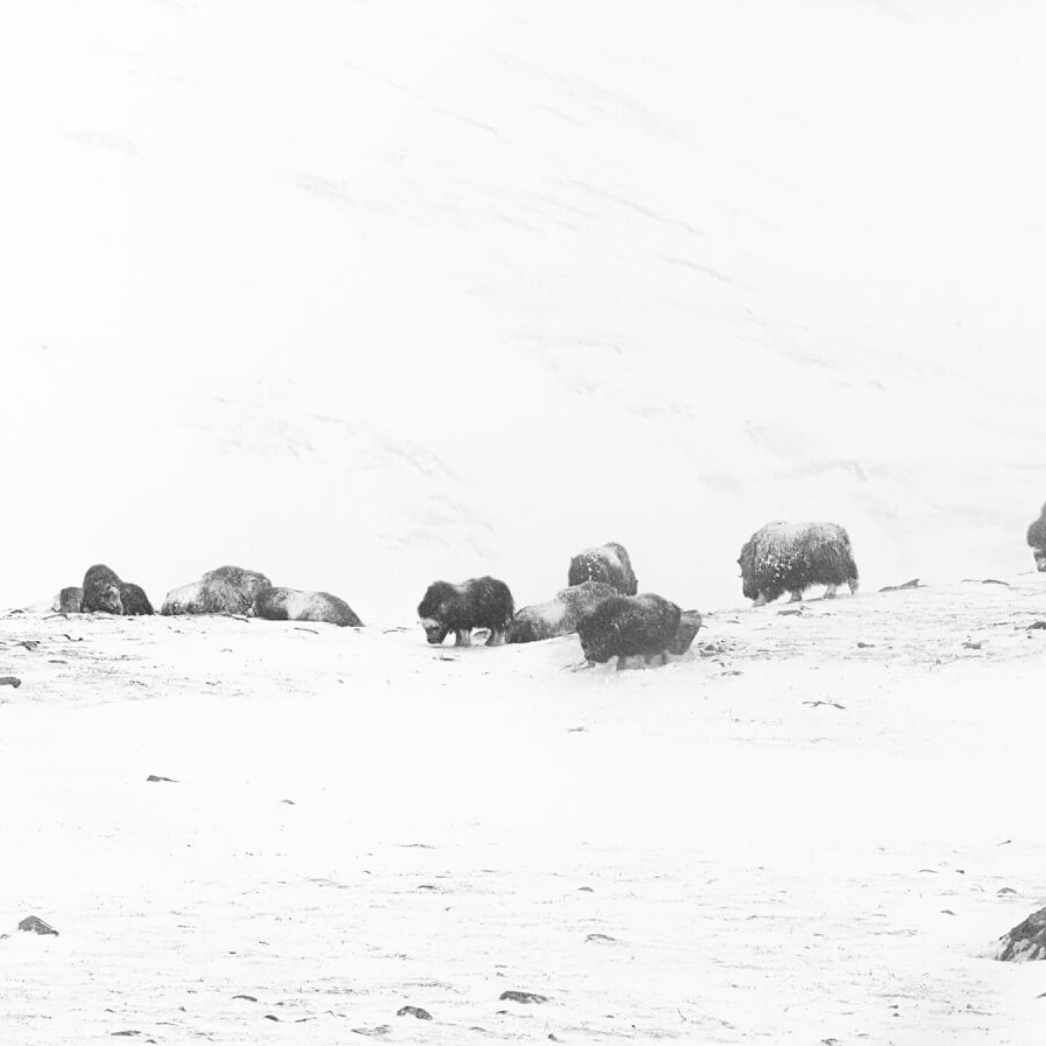 The Herd
