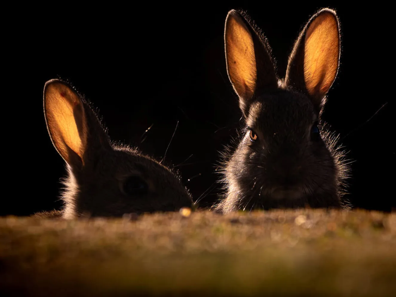 Bad bunnies