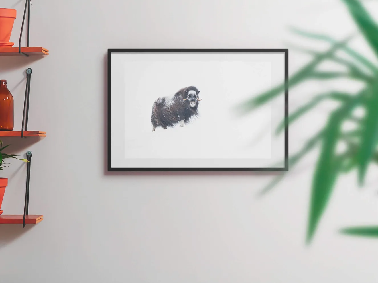 Musk Ox 60x40