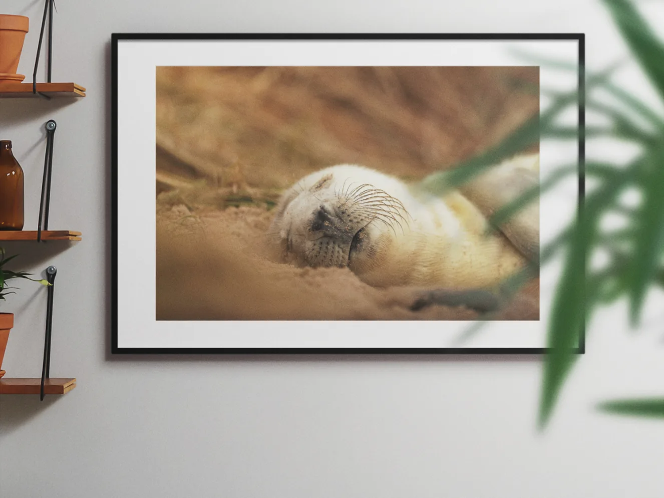 Seal Seiesta 90x60