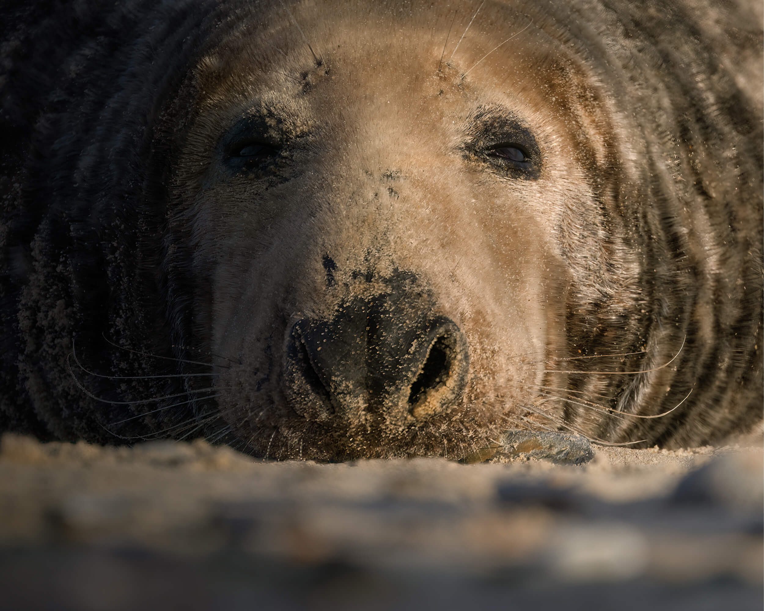 The Boss Grey Seal Print homepage header